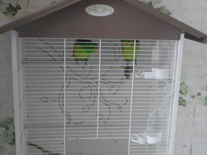 Cage perroquet
