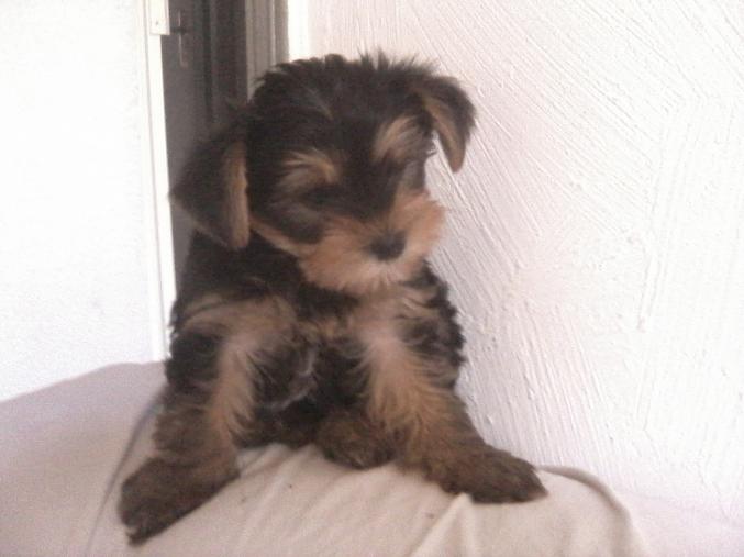 Chiot yorkshire terrier