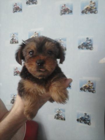 Chiot type croise yorck