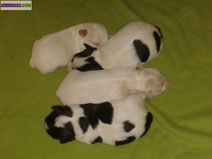 Chiot type Jack Russell