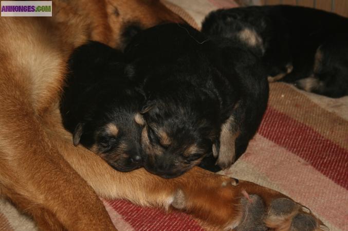 Chiots berger allemand