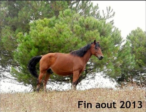 Pré/Box pour un cheval / poney