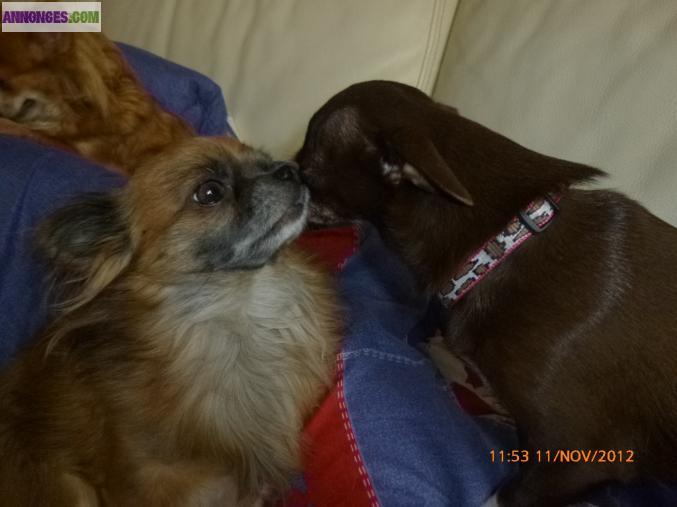 Saillie type chihuahua