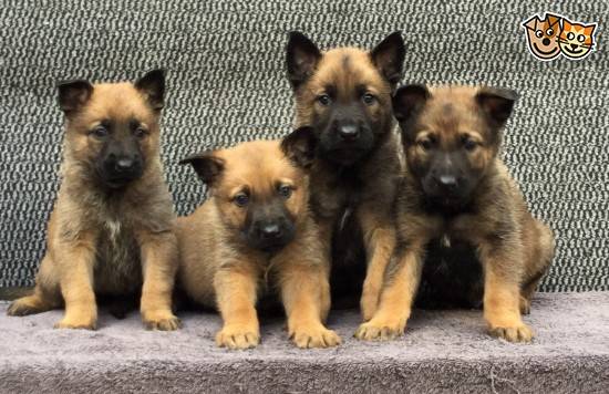 Chiots berger belge malinois gros gabarit (lof)