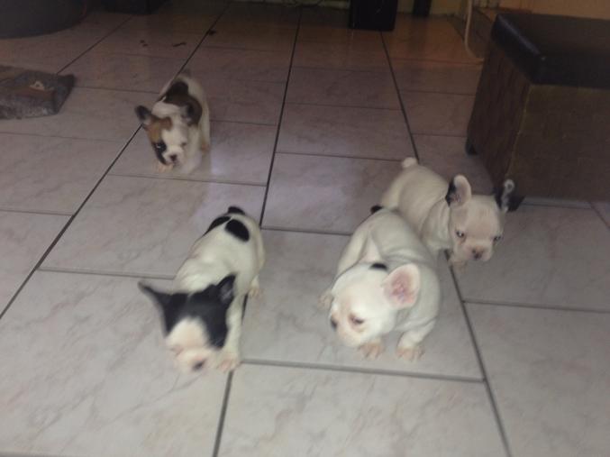 A réservé chiot bouledogue francais