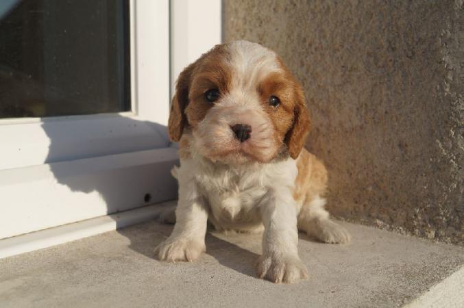 Chiot cavalier charles king  non lof