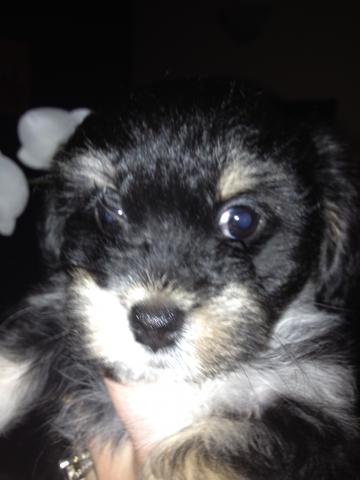 Chiot croiser bichon