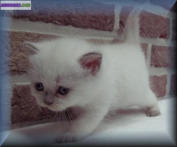 British Poil Court color point