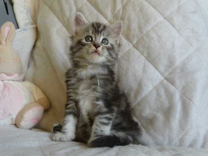 Chatons Maine Coon LOOF