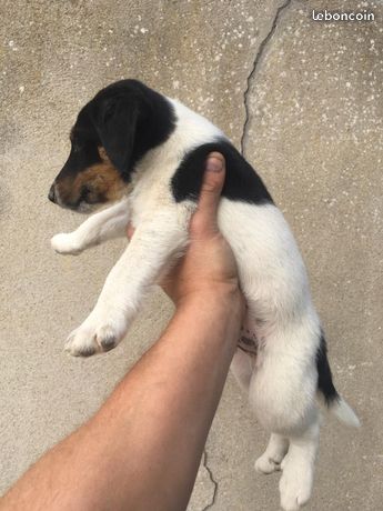 Fox terrier pure race LOF