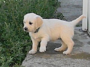 Magnifiques chiots type golden retriever