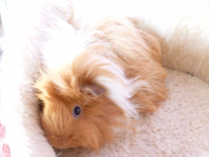 Cochon d'inde péruvien