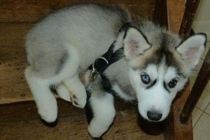Bébé Husky