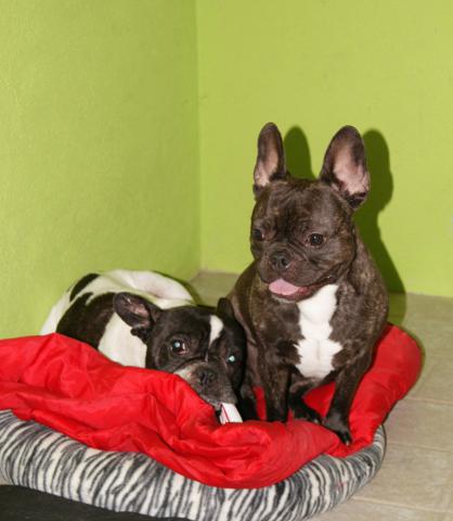 Pension pour chiens et chats en haute-vienne limousin 87