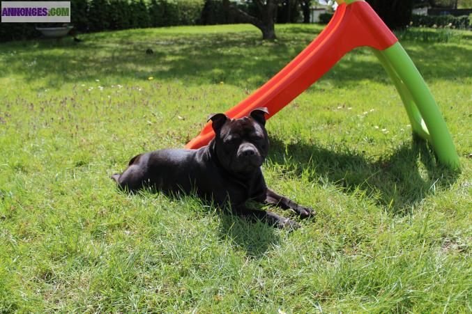 Saillie pour staffie