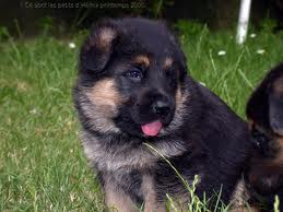 Superbe chiots berger allemand lof