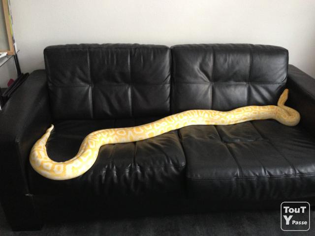 Je propose une femelle Python  albinos