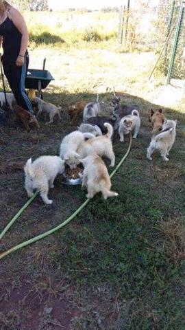 A donner contre bon soins deux chiot husky sibérien