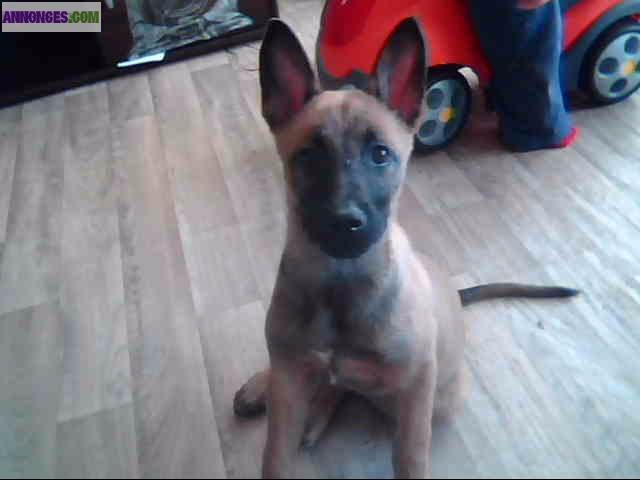Chiot malinois