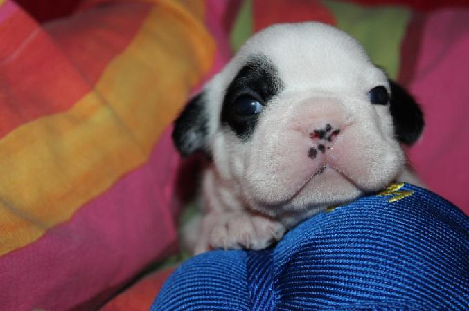 Donation de mon Magnifique Bouledogue