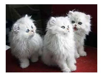 Magnifiques chatons persan