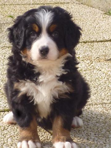 Disponibles Chiots Bouviers Bernois LOF