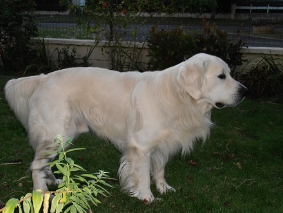 Chiots golden retriever