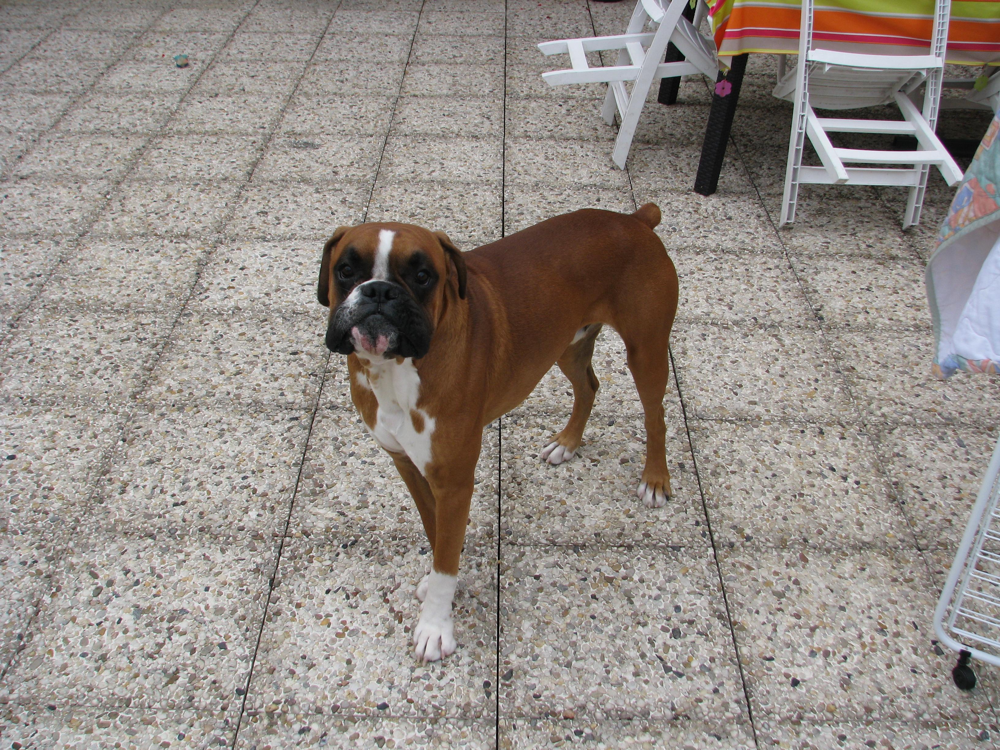 Gaspard, Boxer L.O.F. non confirmé pour saillie 