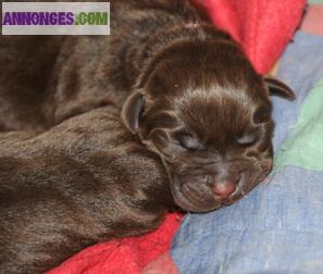 Vends Chiots Labrador LOF élevés en famille