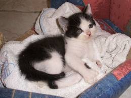 Chaton sibérien .loof