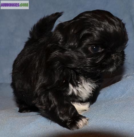 Vends chiots pékinois LOF