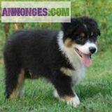 Chiot de type berger australien a adopter