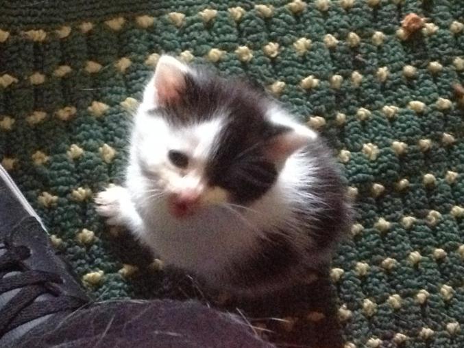 Chaton femelle a donner