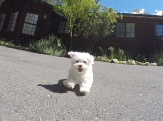 Don chiot type bichon maltais