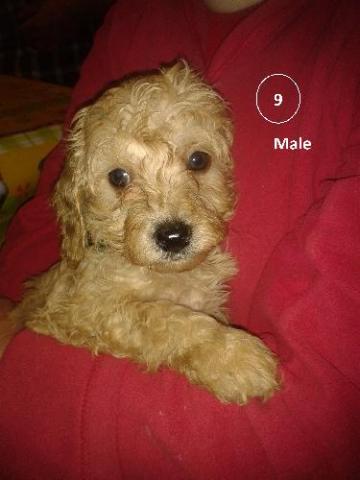 Chiots type caniche nains