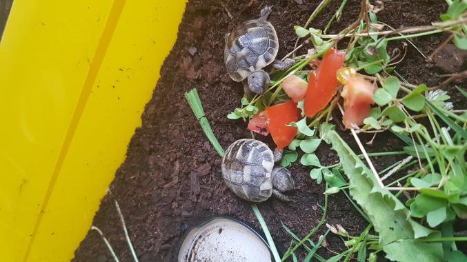 Bébés tortues 