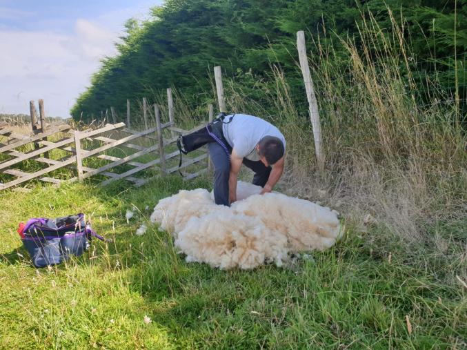 Tonte de moutons - brebis - béliers - agneaux
