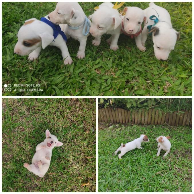 Réservation Jack Russel