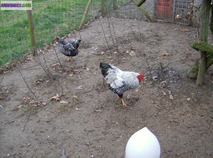 Couple poule et coq