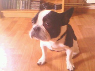 Bouledogue fransais