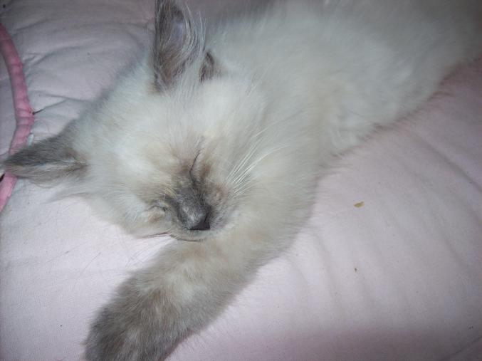 Chaton type sacré birmanie