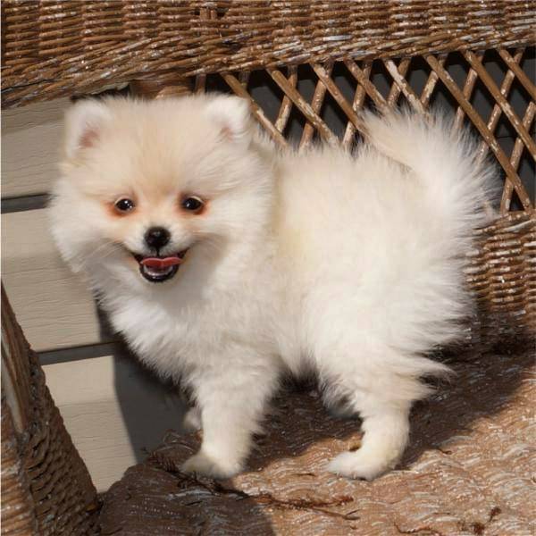 Mignons chiots plitz