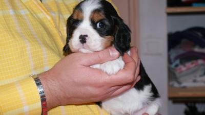 CHIOTS CAVALIER KING CHARLES LOF