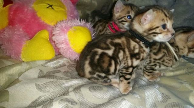 Bebe bengal pure race