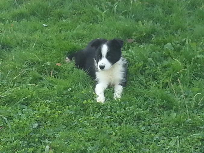 Chiots type border collie