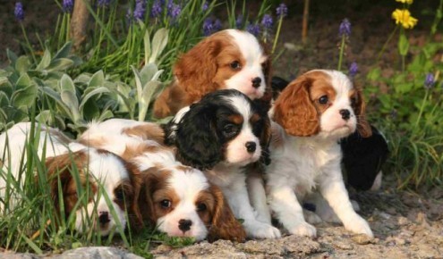 Chiots type cavalier king charles Non L.O.F
