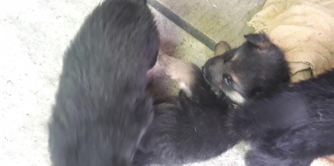 Chiots berger allemand pur race