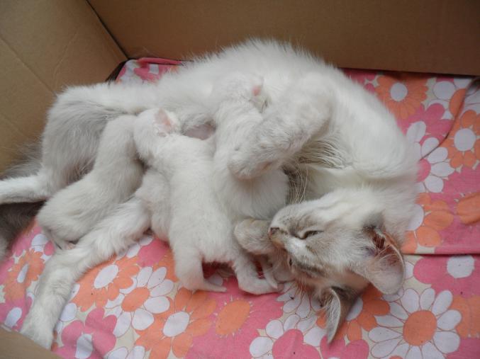 Cède 4 chatons sacrés de Birmanie