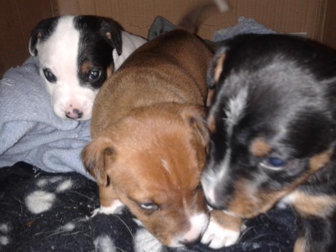 Vend Chiots jack russel fox