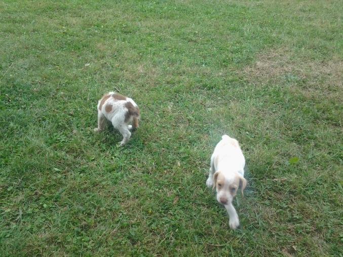 Chiots croisé fox épagneul